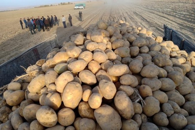 Сырдарияда картоптан 6572 тонна өнім алынды