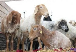 По программе «Алтын асык» в Кызылординской области закуплены тысячи голов овец