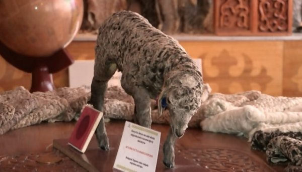 Қаракөл қой шаруашылығын қалай дамытамыз?