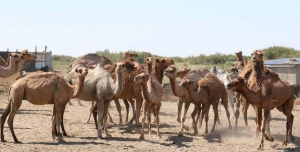 КХ «АРАЙЛЫМ» ПОЛУЧИЛО ГОСУДАРСТВЕННУЮ ПОДДЕРЖКУ ПО СУБСИДИРОВАНИЮ КОРМА ДЛЯ СКОТИНЫ