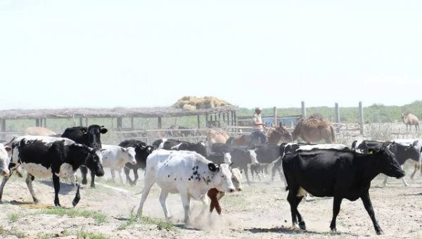 «АРАЙЛЫМ» ШАРУА ҚОЖАЛЫҒЫНА МЕМЛЕКЕТТЕН ҚОЛДАУ КӨРСЕТІЛДІ