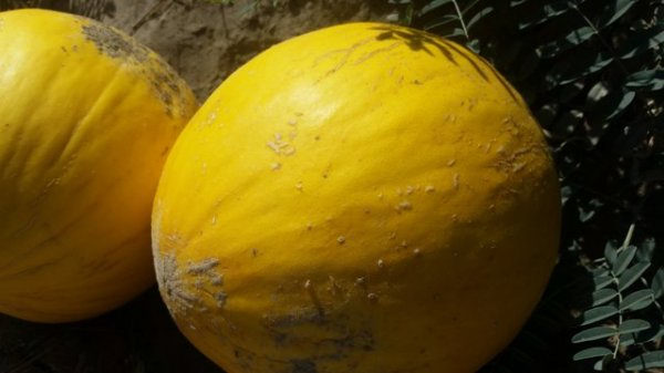 ҚЫЗЫЛОРДАДА ФРАНЦУЗ АСҚАБАҒЫ МЕН ИСПАН ҚАУЫНЫ ӨСЕДІ