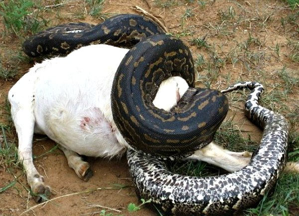 Браззерс порно: леггинстердегі есектер