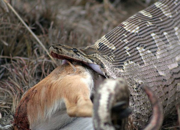 Смотреть секс анаммен онлайн (mp4)