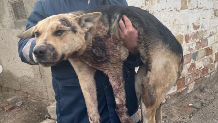 Собака, которую водитель протащил по улицам Атырау, чудом осталась жива