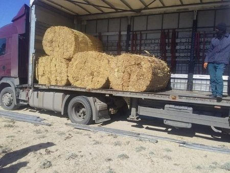 Гүлшара Әбдіқалықова: «Қызылорда облысынан германияға 685 тонна қамыс экспортталды»