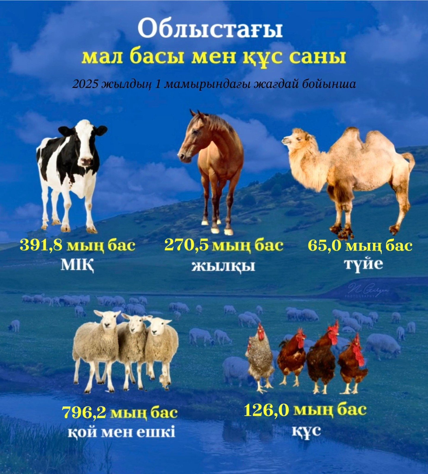 Қызылорда облысында мал шаруашылығы тұрақты дамуда