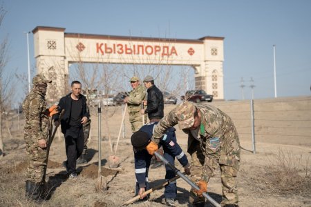 «Таза Қазақстан»: Қызылордада мыңдаған ағаш көшеті отырғызылды