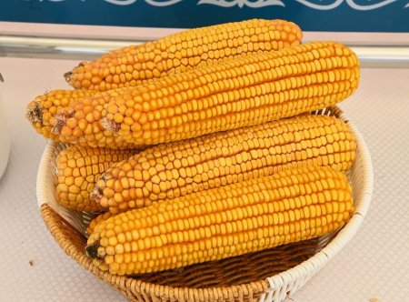 Сырдарияда жүгері дақылын терең өңдейтін зауыт құрылысы басталды