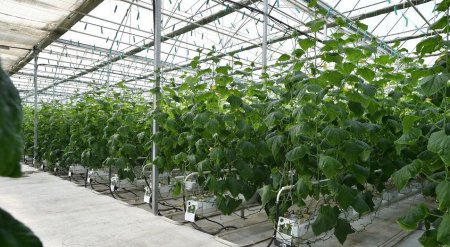 Жылыжайда жайқалған жауқазын